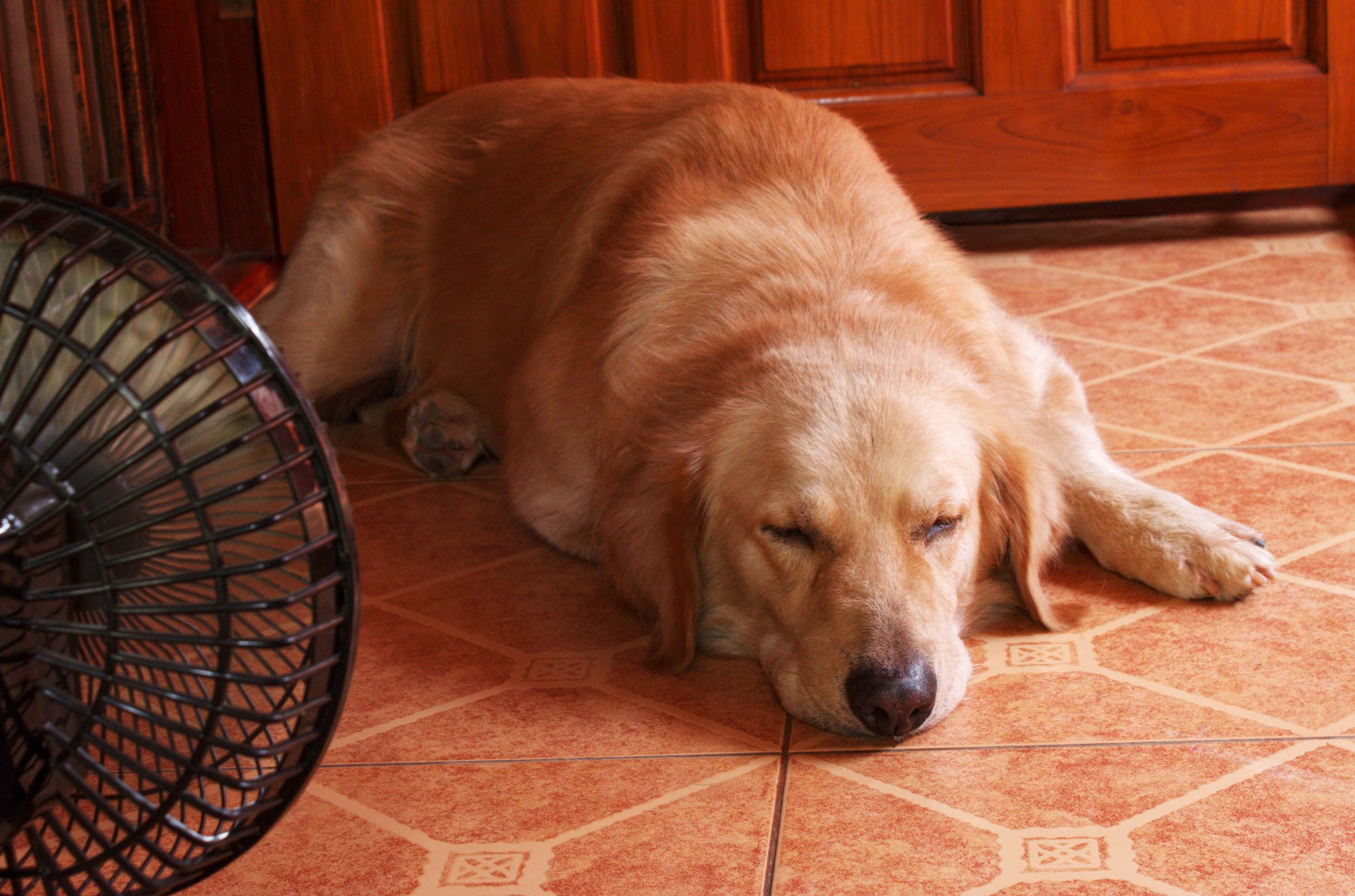 ペットでも熱中症に?家でできるペットの熱中症対策とは?