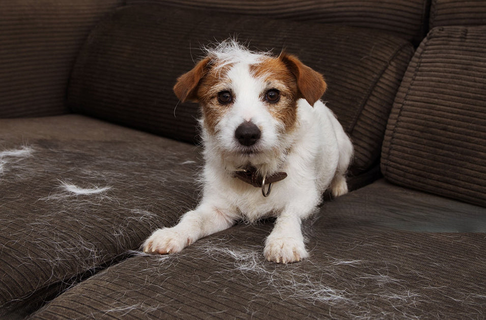 「毎日掃除してるのに、なぜか毛が減らない…」そんな悩みを解消するペットの抜け毛対策!